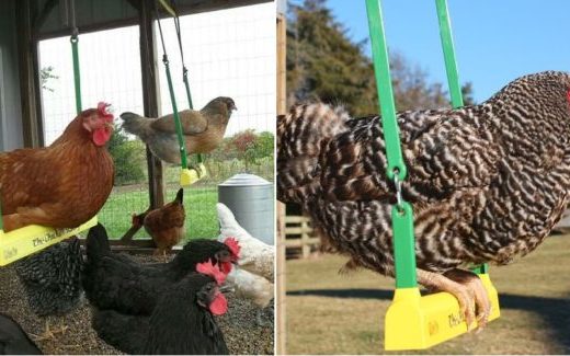 Chicken-Swing-640×325