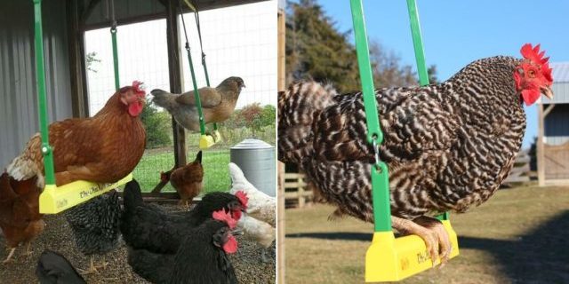 Chicken-Swing-640×325