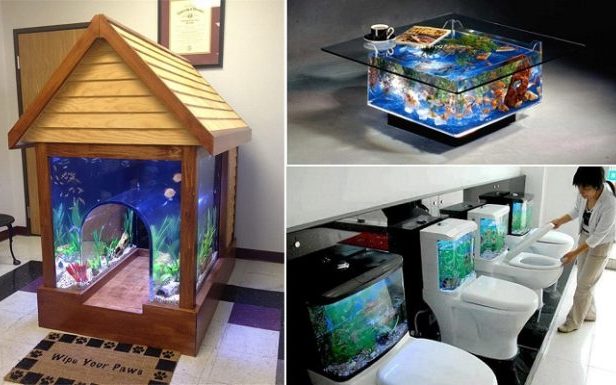amazing-fish-tank-640×385