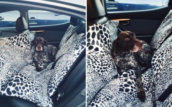 Dog-Hammock-for-Car-640×369