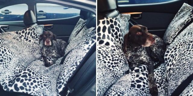 Dog-Hammock-for-Car-640×369