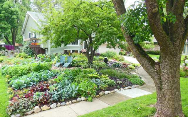 Front-Lawn-Vegetable-Garden-640×480